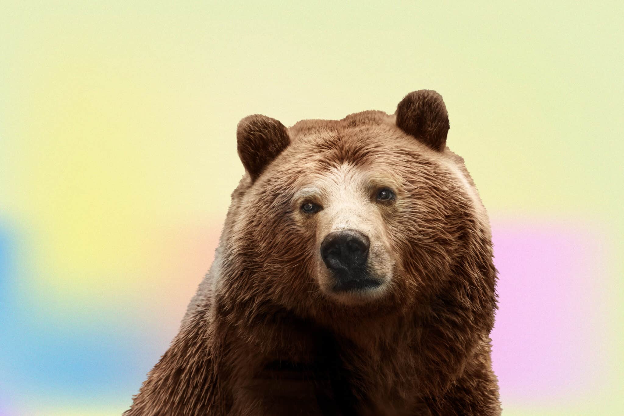 55-very-best-bear-jokes-2025