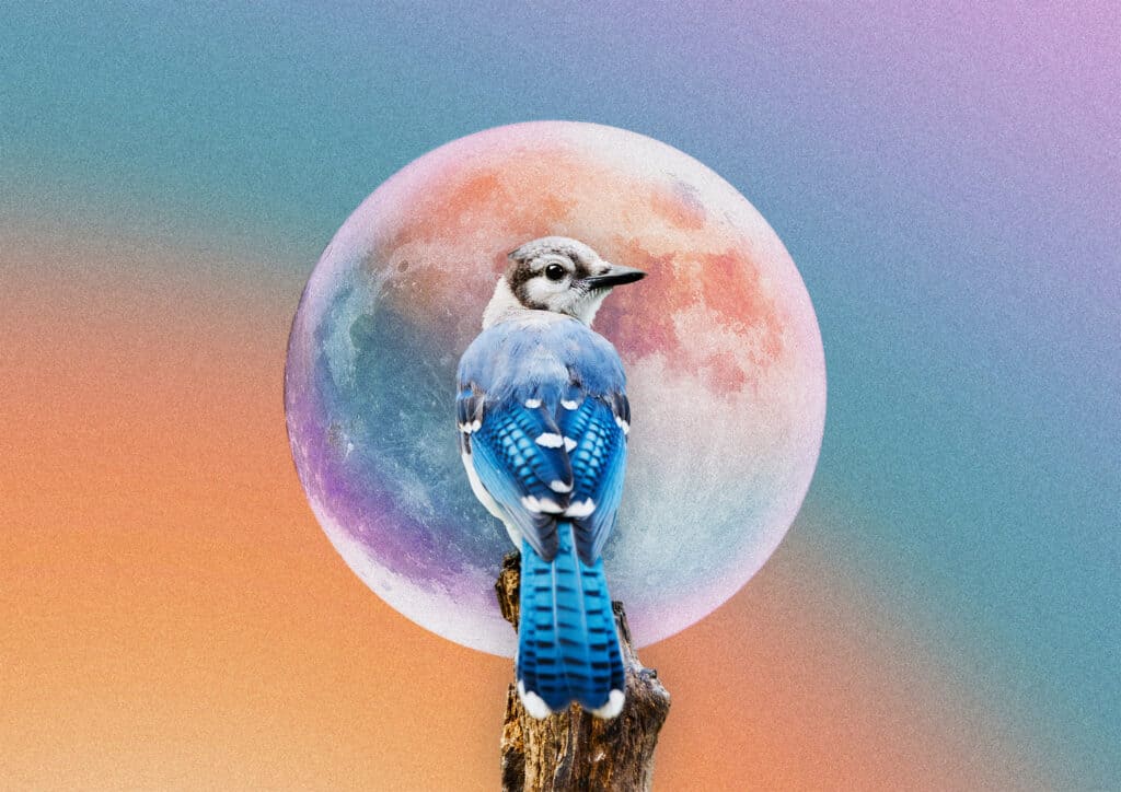 What Does it Mean When You See a Blue Jay?