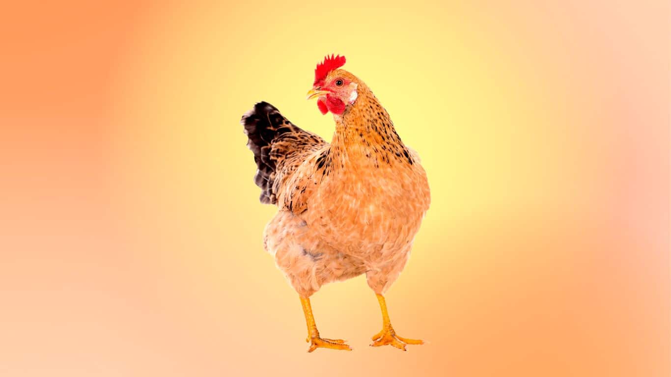 60-hilarious-chicken-puns-to-make-you-cluck