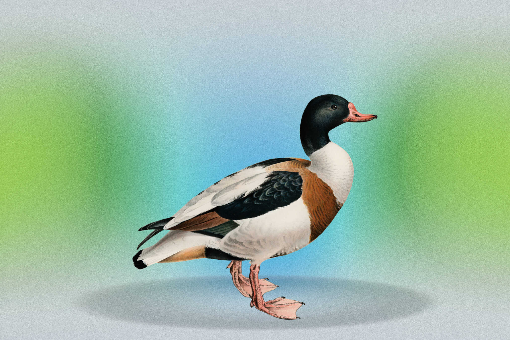 65 Very Best Duck Puns