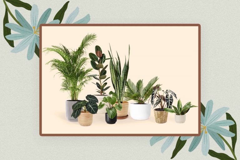 55 Cute Names For Plants