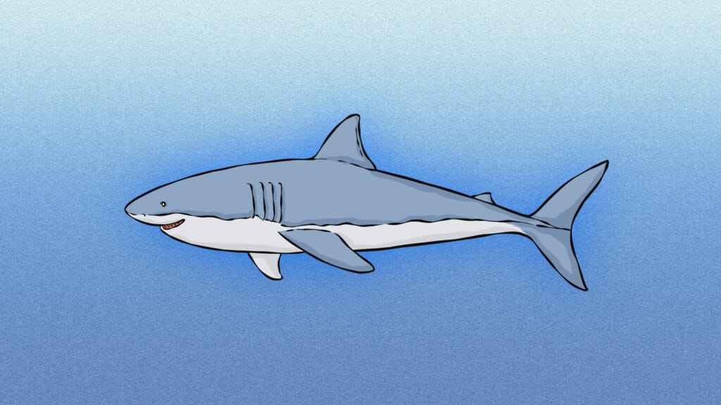 50 Best Swim-sational Shark Puns