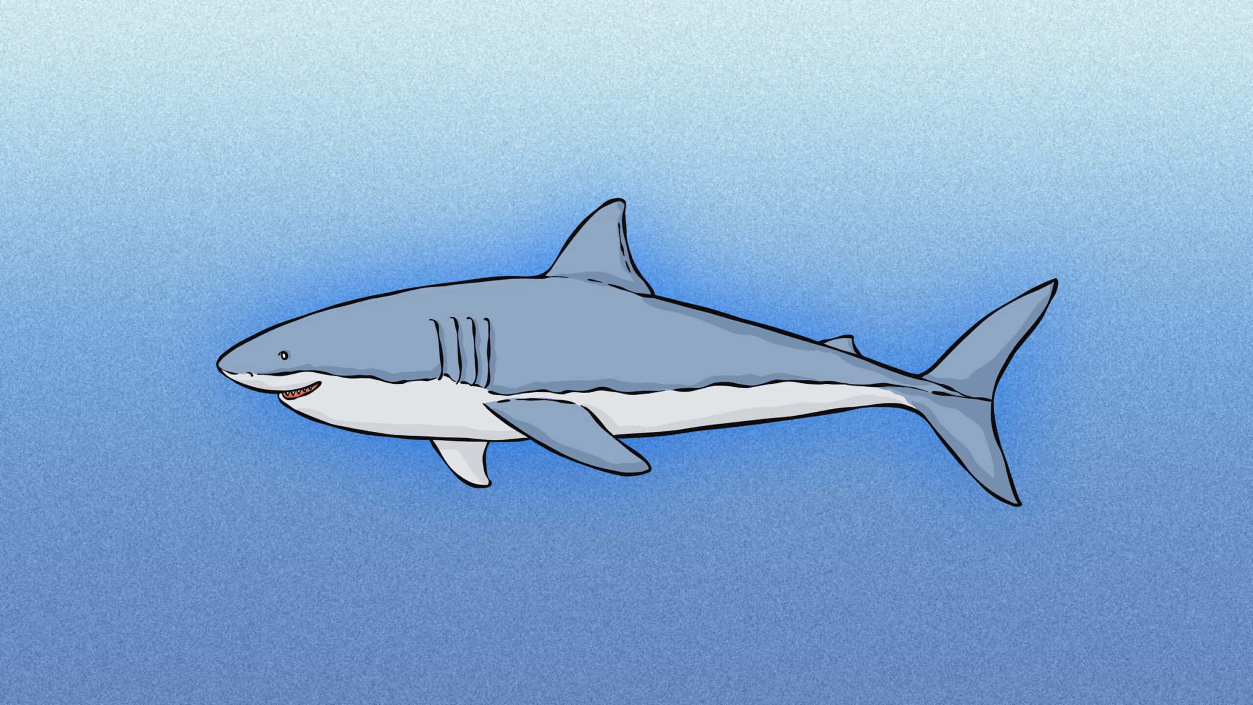 50 Best Swim sational Shark Puns