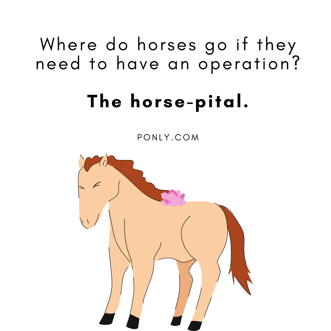 horse puns jokes