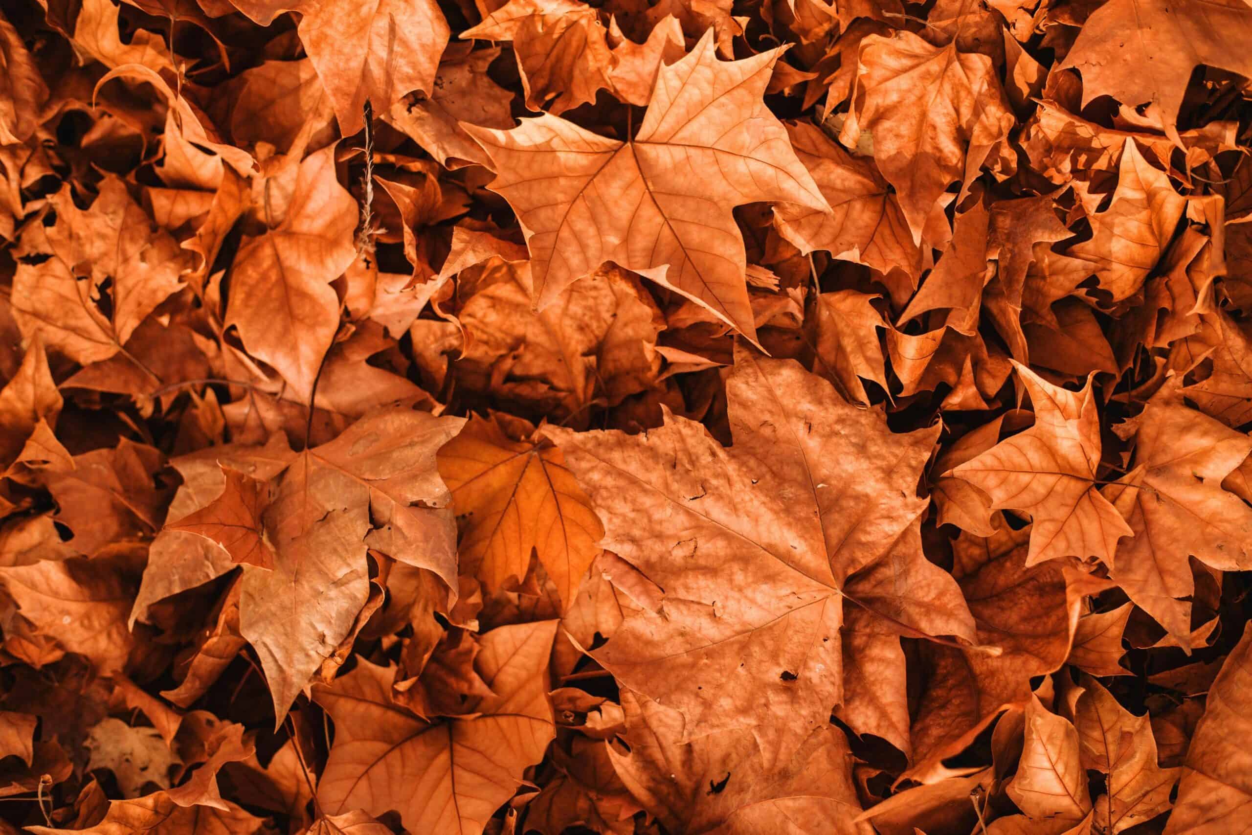 November 2025 holidays and observations from thanksgiving to global events